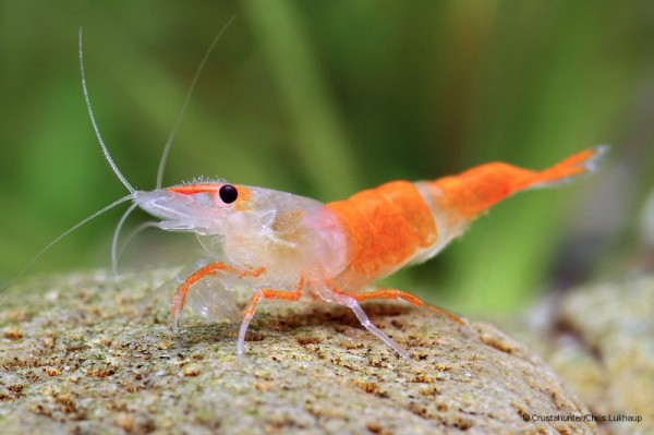 Orange Rili Shrimp